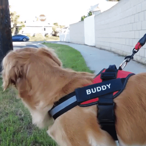 Strap and Walk Dog Harness - Furryfi Pet Supplies