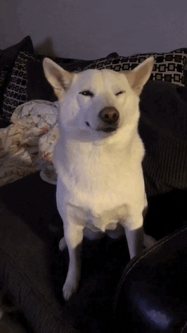 Happy Shiba Gifs Get The Best Gif On Giphy