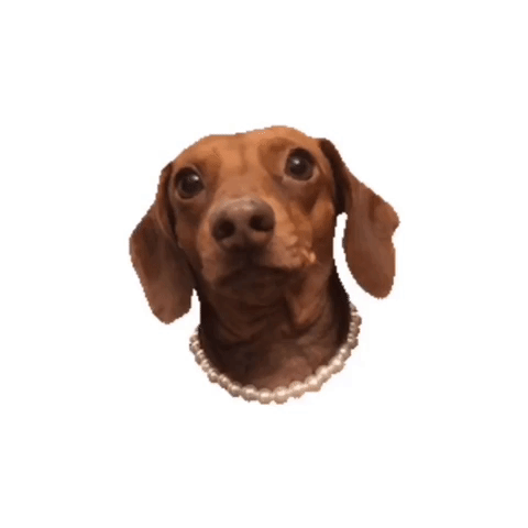 dachshund #doxie #wienerdog #sausagedog #dog #doggo GIF by beangoods
