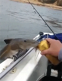 Catfish Fishing GIFs - Find & Share on GIPHY