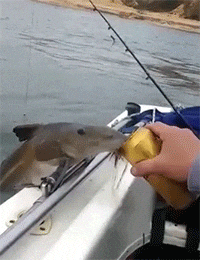 catfish beer fish GIF