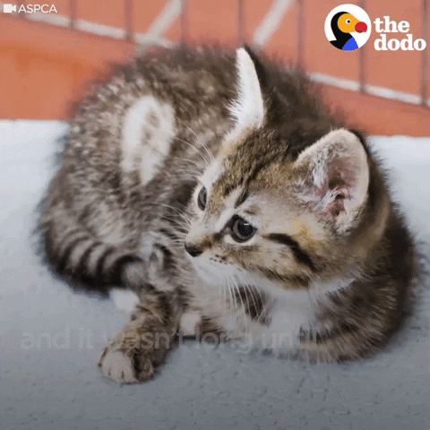 kitten GIF by The Dodo