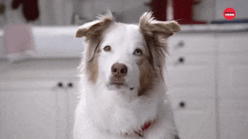 Dog Dinner Time GIF by BuzzFeed