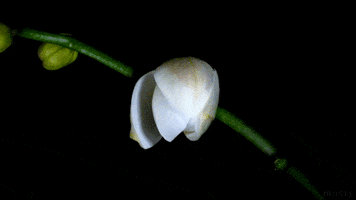 orchid blooming GIF