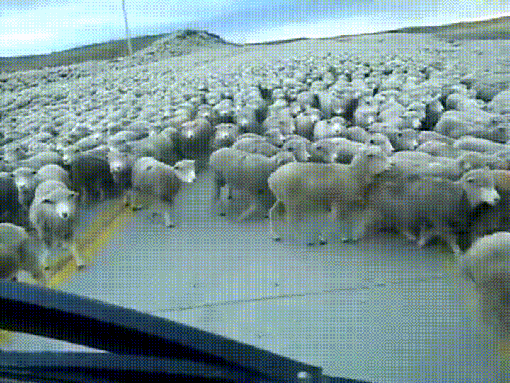 gif used in post