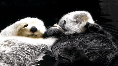 sea otters love GIF