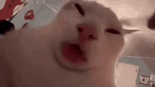 Cat Tongue Lick GIF