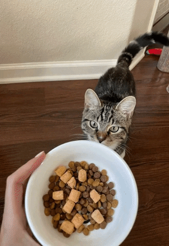 Cat Food GIF by instinctpetfood