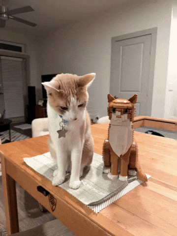 Cat Orange GIF