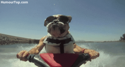 Dog Water GIF - Find & Share on GIPHY