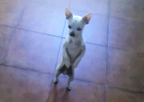 Funny Or Die Dancing GIF funny dog gifs