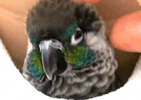 parrot GIF parrot GIF