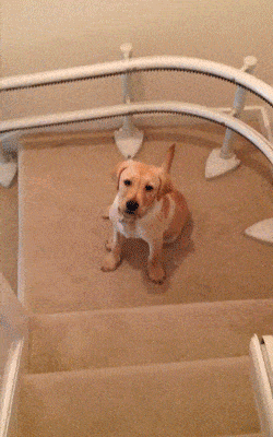 Stairs GIF