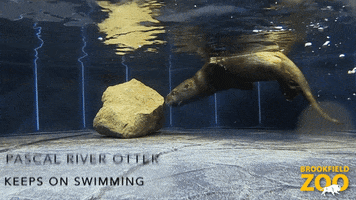 Pedro Pascal Swimming GIF by Brookfield Zoo