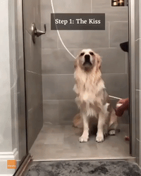 Chill Golden Retriever Is Every Dog Owner's Dream as He Stays Calm During Bath Time