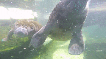 sea cow mexico GIF by Dolphin Discovery