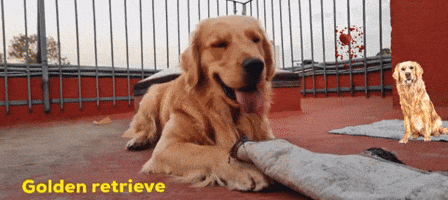 Goldenretriever GIF