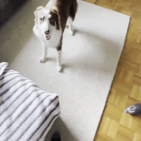 Jump Happy Dog GIF