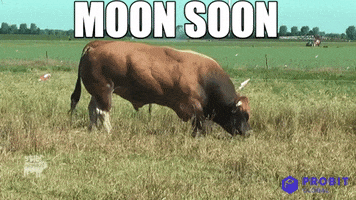 Moon Reaction GIF by ProBit Global