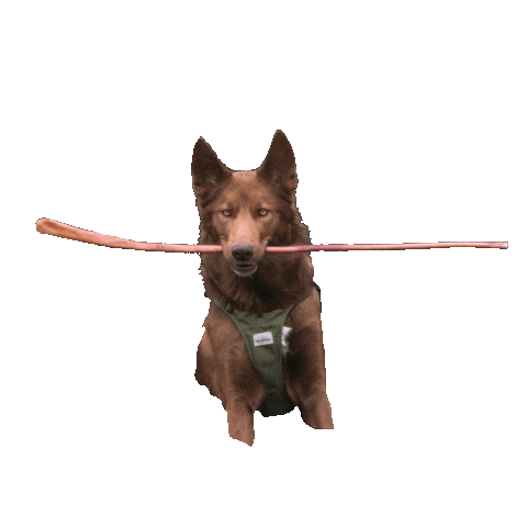 Bully Bunches Sticker