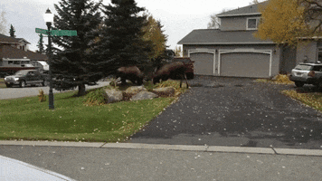 fight moose GIF by ViralHog