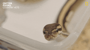 National Geographic Hello GIF by Nat Geo Wild