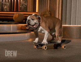 Dog Puppy GIF by The Drew Barrymore Show