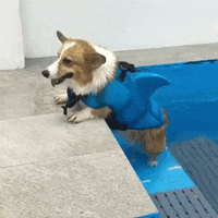 200.gif?cid=fc005b08e37e915626f2773fe4c8230f067fbfc1c182d836&rid=200.gif&ct=g