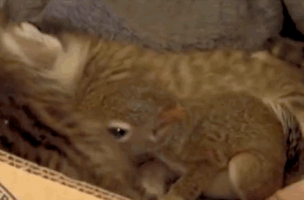 Cat Squirrel GIF