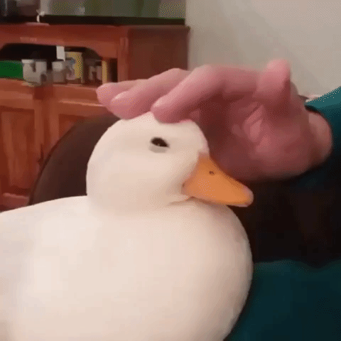 duck petting GIF