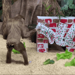 Christmas Winter GIF by Valley Zoo Development Society