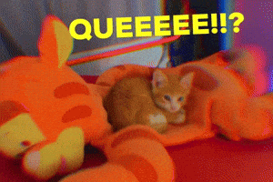 Whats Queeeee GIF