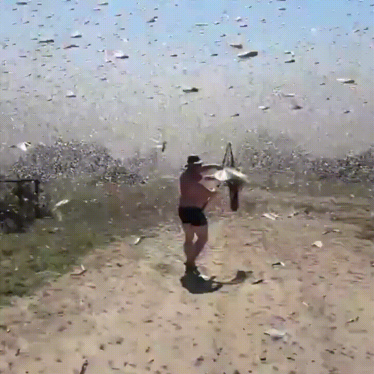 swarm locusts GIF