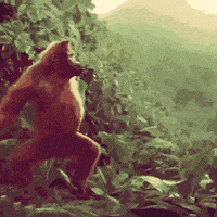 Funny Monkey Videos Gifs Get The Best Gif On Giphy