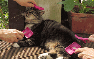 Relaxed Cat GIF by sheepfilms