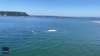 Golden Retriever Splashes Around With Gray Whale off Whidbey Island
