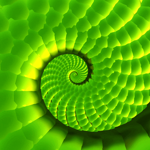 Snake Spiral GIF by Feliks Tomasz Konczakowski