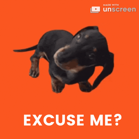 Excuse Me What GIF by Unscreen