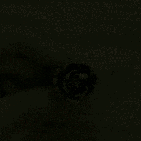 Flower Jewelry GIF by fascinante Semijoias