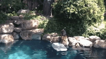 megscanlon #dog #summer #pool #swimming #surfing GIF