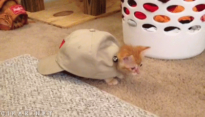 safe for work cat GIF