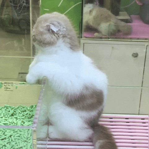 Cat Kitty GIF
