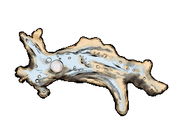 Crawl Amoeba Sticker