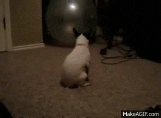 Animated GIF - Find & Share on GIPHY