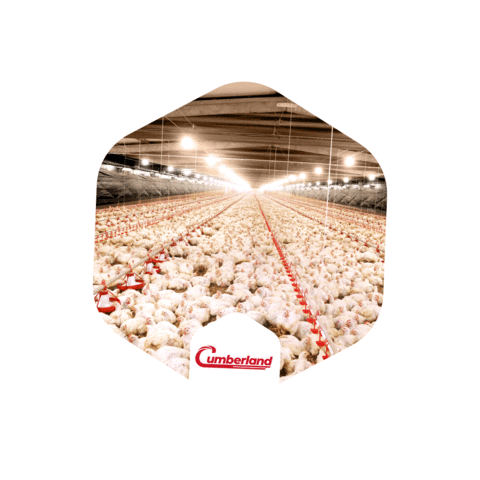 Cumberland Avicultura Sticker by GSI Brasil