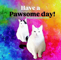 Cat Have A GIF