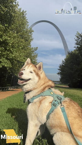 Milamute GIF