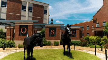 School College GIF by Oklahoma State University