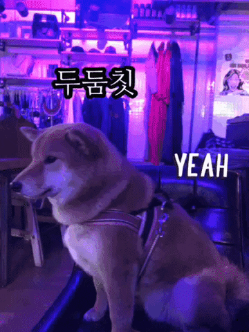 Shiba Soba GIF