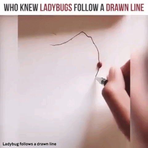 Drawing Following GIF